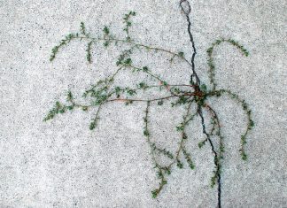 a weed on the wall and best weed killer for driveways