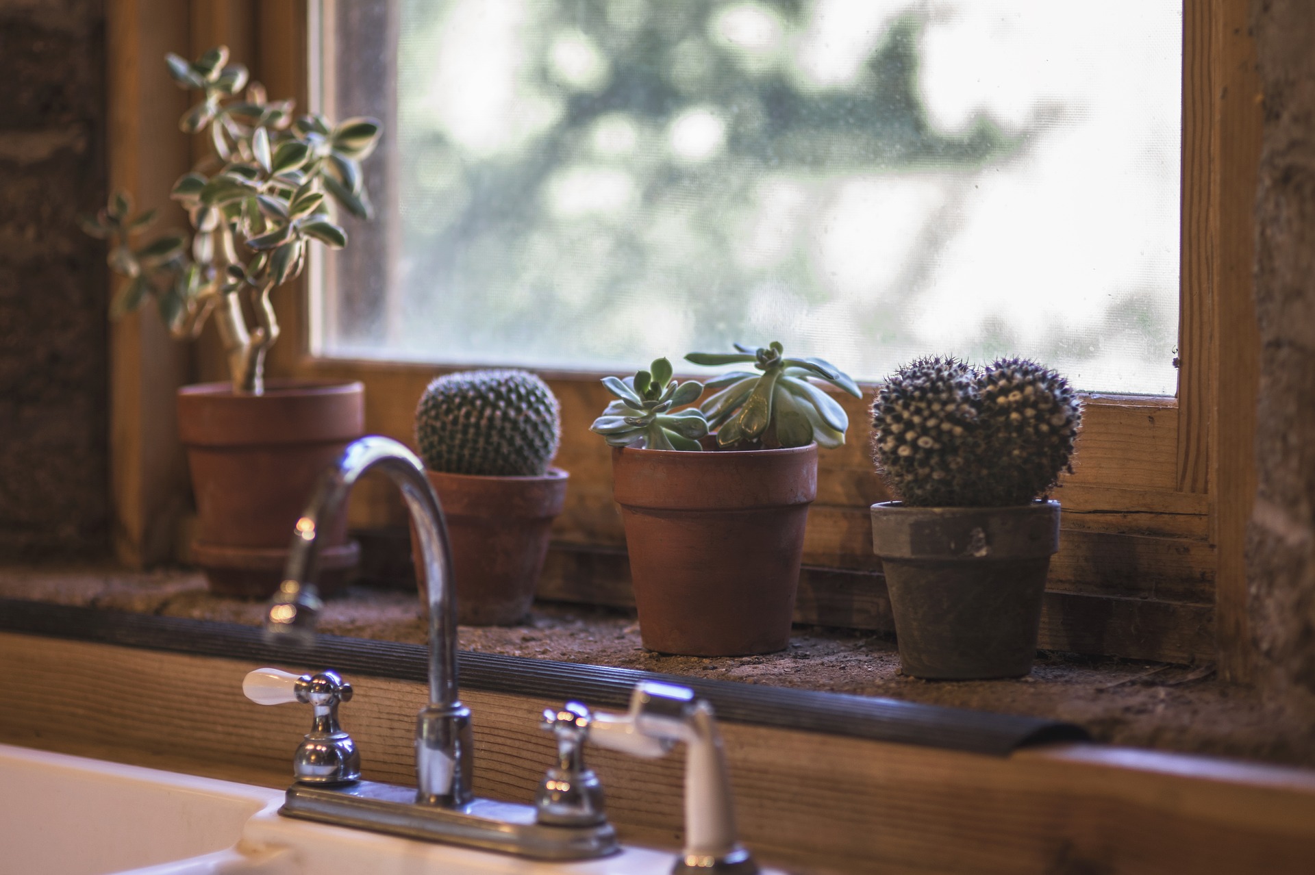 At the back of the best kitchen faucet are the cactus indoor plants